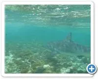 reef shark encounter during snorkel tour
