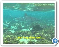 Snorkeling at Cayo Raton