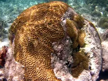 Btain Coral