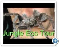 Jungle Eco Tour Punta Cana Excursion