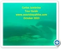 Swimming with Manatees