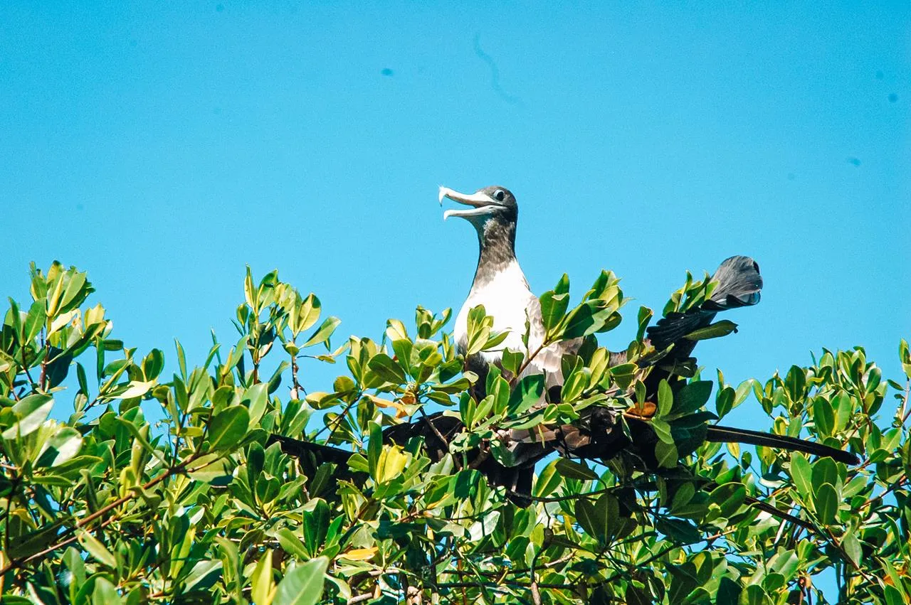 wildlife in the mangroves, a female frigate bird