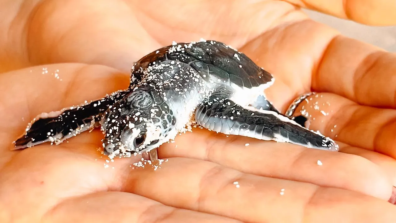 sea turtle conservation project mano juan, saona island, dominican reoublic