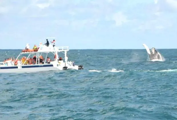 Whale Watching in Punta Cana.